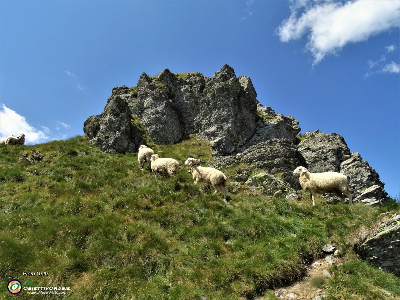 66 La cima del Ponteranica centr. con pecore al pascolo (2372 m).JPG